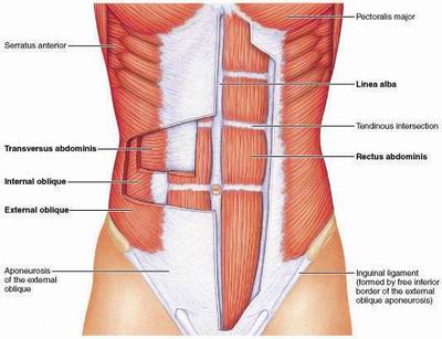  Pack Stomach on Weeks At The Abdominal Muscle Pictures And Metabolism Disorders